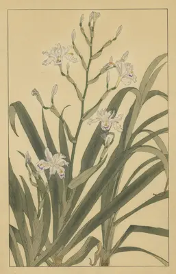 杉浦非水の描く花々『非水百花譜』 | NDLイメージバンク | 国立
