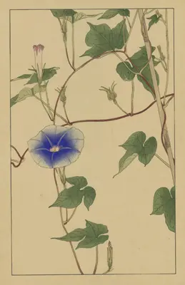 杉浦非水の描く花々『非水百花譜』 | NDLイメージバンク | 国立